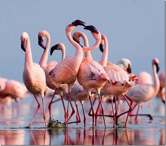 Lesser Flamingos (Phoeniconaias minor) group in display Lake Nakuru Rift Valley Kenya July