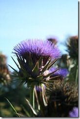 Cynara cardunculus