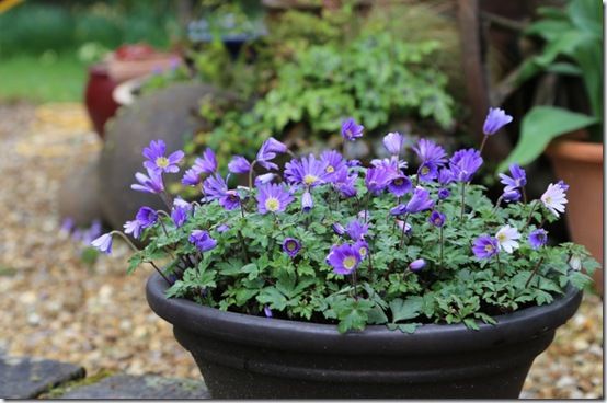 Anemone blanda