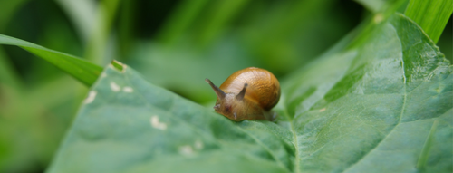 Slugs deals and snails