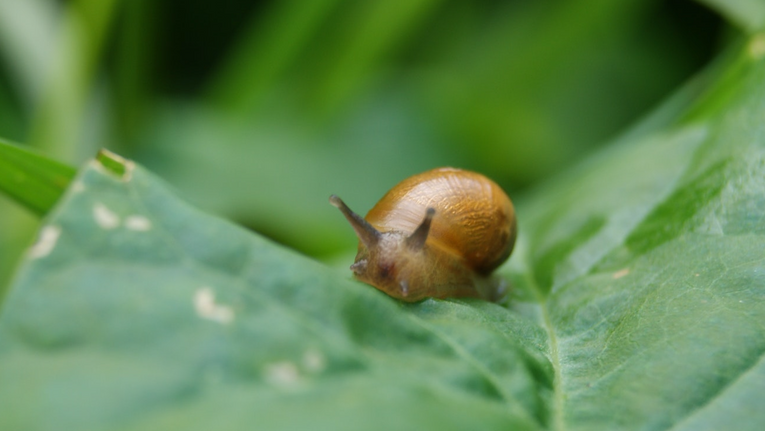 how to keep slugs out of dog food