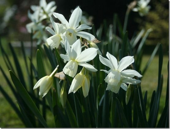 Narcissus 'Thalia'