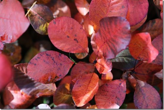 2 Cotinus 'Royal Purple' autumn 