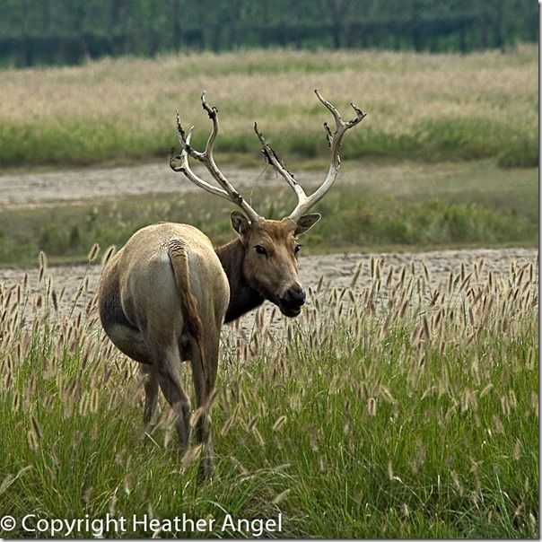 Pere David's deer stags at Dafeng Milu NNR China