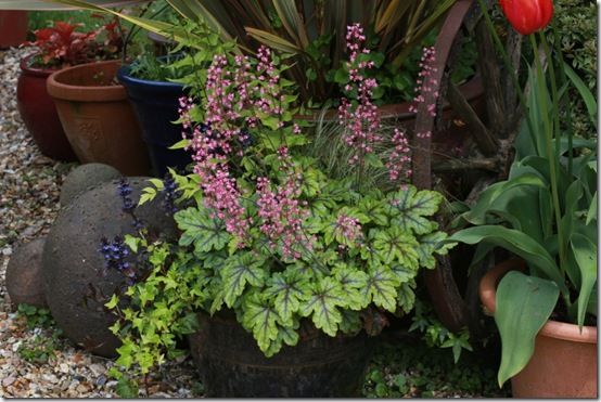 Heucherella 'Tapestry'