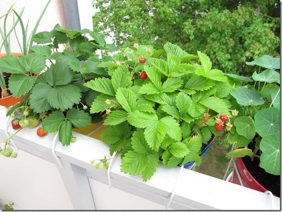 How To Grow Strawberries