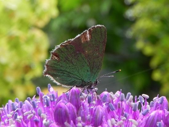 4 Butterfly on allium (1280x960)