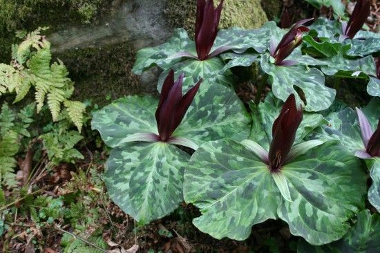 Trillium cuneatum