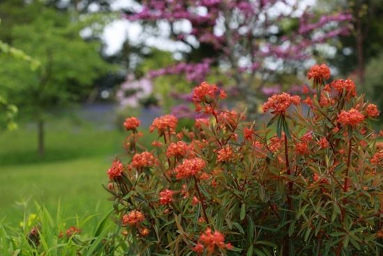 7 Euphorbia grifithii 'Fireglow'