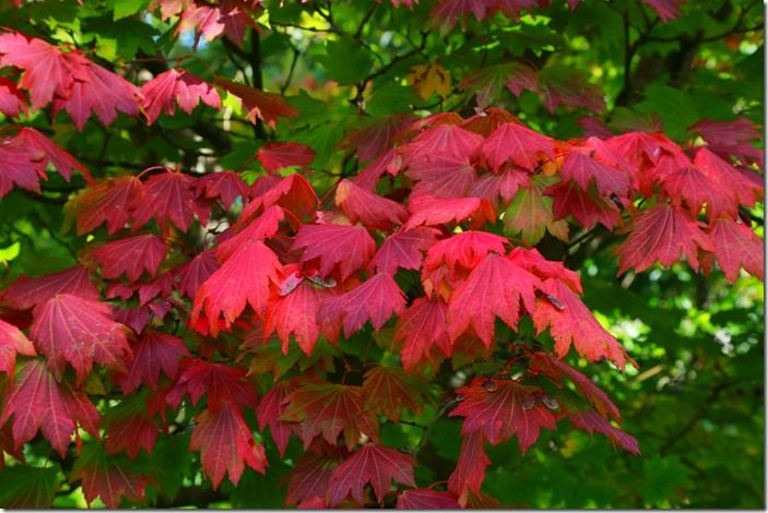 5 Acer japonicum