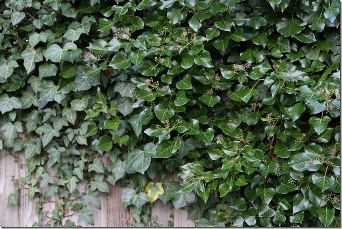 2 Hedera on fence (1024x682)