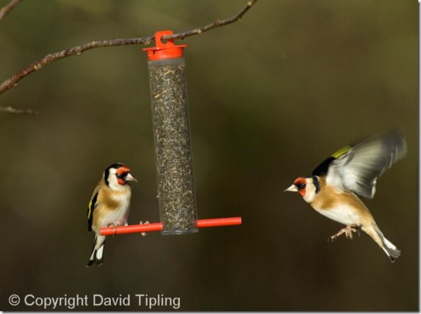 Goldfinches Carduelis carduelis on niger seed feeder Kent winter