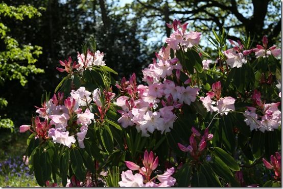 Rhododendron loderi