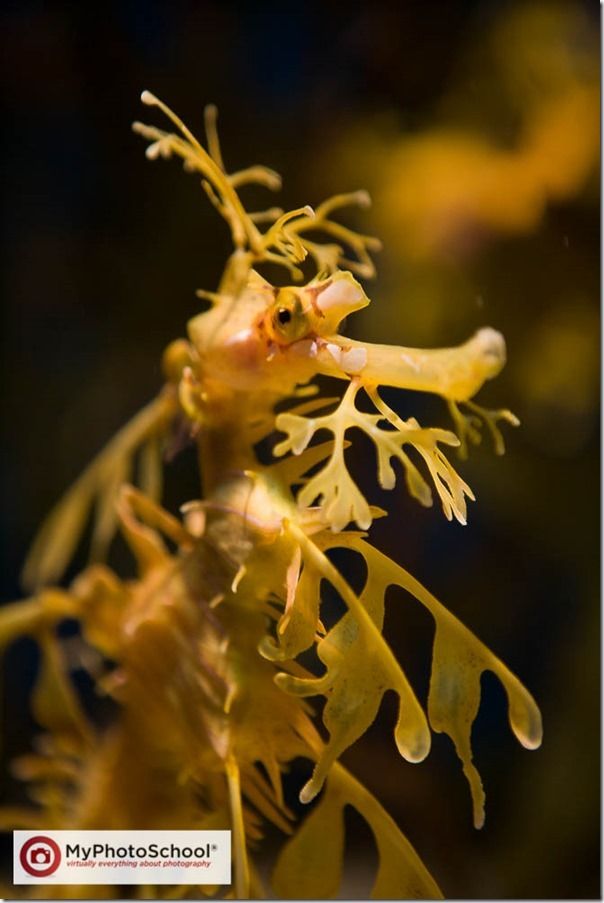 Aquarium, Fish, Photography, seahorse, zoo, tank, how to, Camera RAW, ISO, lens, 24-70mm,  tropical fish, seahorses, low light