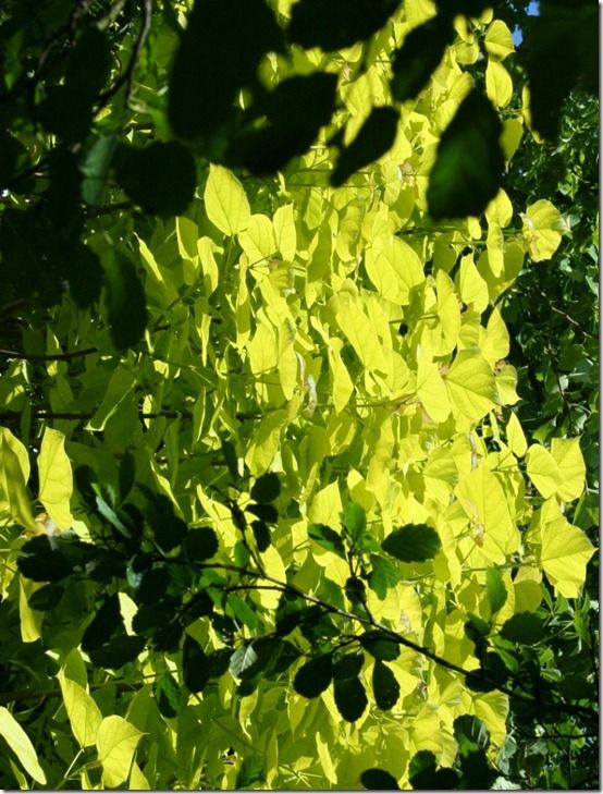 Catalpa bignoniodes 'Aurea' 