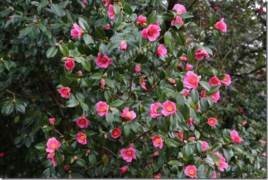 Camellia x williamsii 'St Ewe'