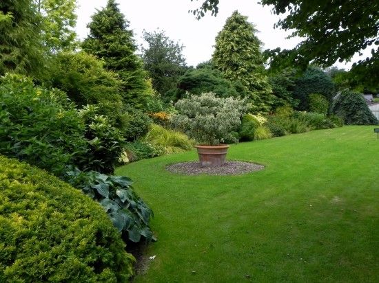 Cornus controversa 'Variegata' 