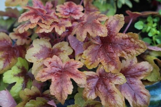 4 Heucherella 'Brass Lantern'