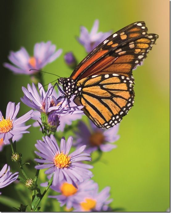 Butterfly<br /><br /><br /><br /><br />
<br>Richard J Thompson-Dreamstime.com