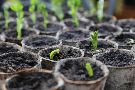 6 Broad beans germinating