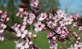 Prunus 'Spring Glow'