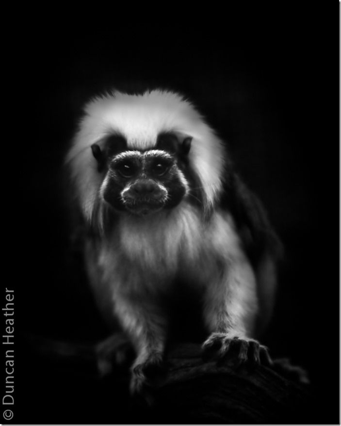 Tamarin