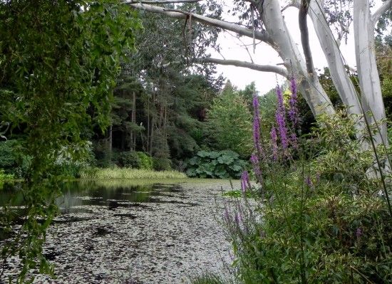  Eucalyptus and gunnera