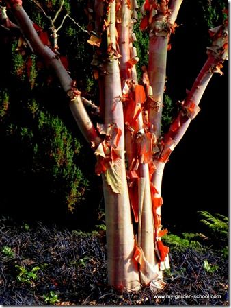 Betula albosinensis 'Bowling Green' 