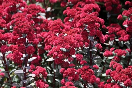 11 Sedum 'Red Cauli'