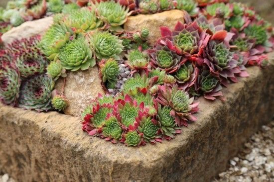 Sempervivum stone sink garden