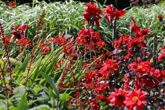 Crocosmias, cannas and dahlias