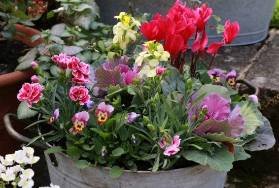 Cyclamen Tianis