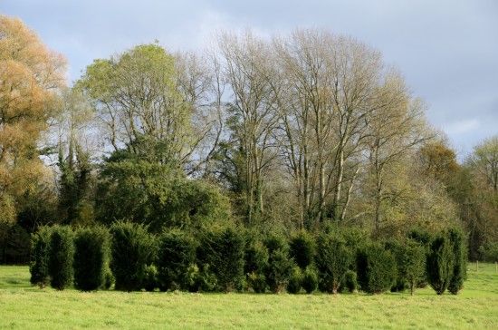 Yew Henge