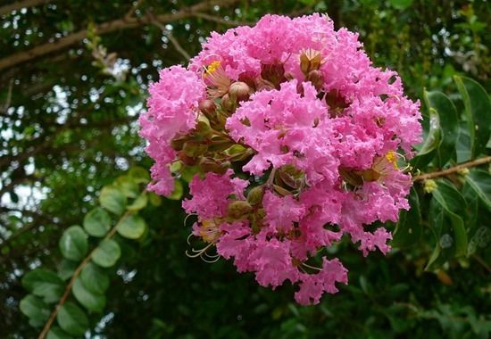 7 Lagerstroemia indica (1280x885)