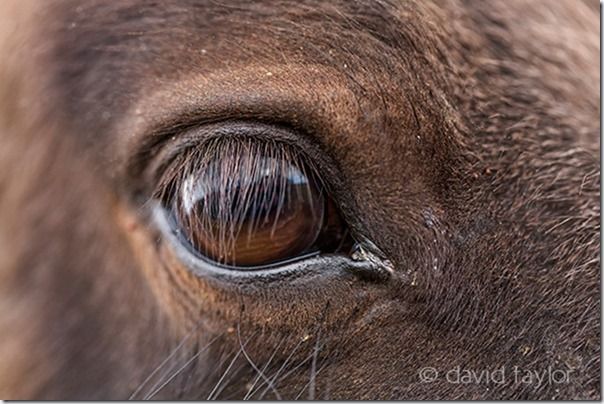 Close-up of the eye of an Eriskay Pony, that roams the nature reserve at Loch Druidibeag in South Uist, Outer Hebrides, Scotland, Pet Photography, How to, Animals, Selective focus