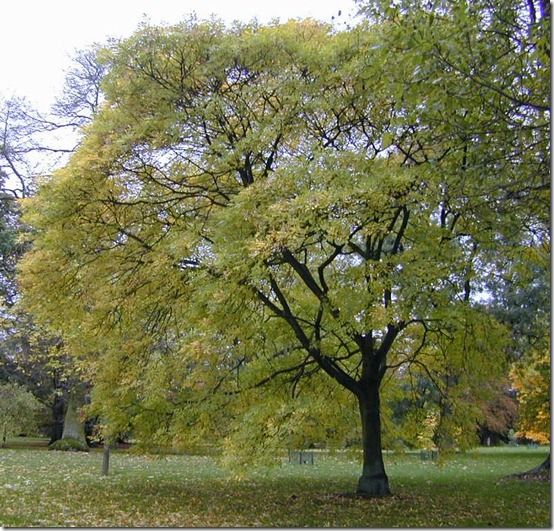 F. ornus mature Kew