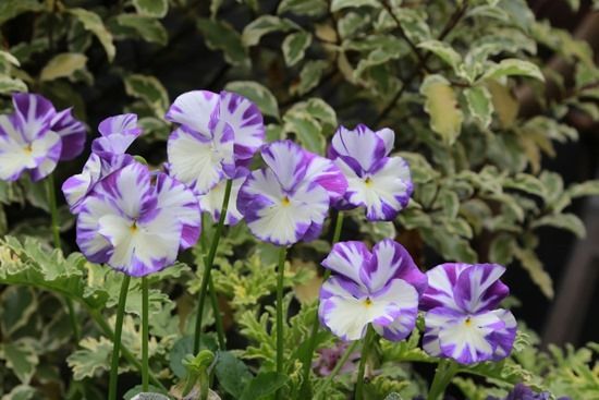 8 Viola 'Columbine'