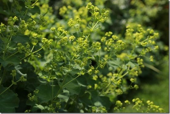 Alchemilla mollis, 10 Great Perennials To Grow For Cutting