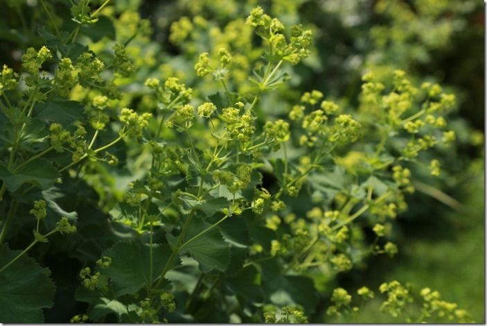 2 Alchemilla mollis