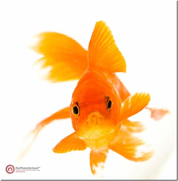 Goldfish, Pet Photography, How to, Animals, Selective focus