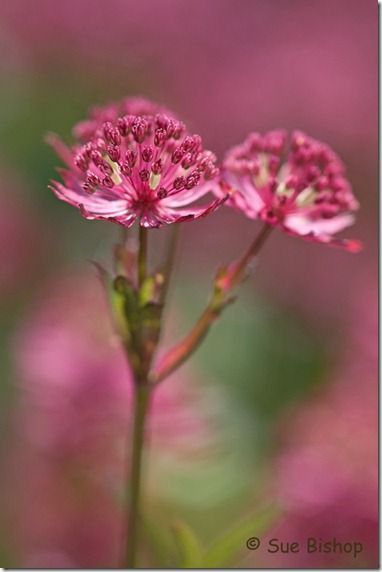 astrantia for rule of thirds