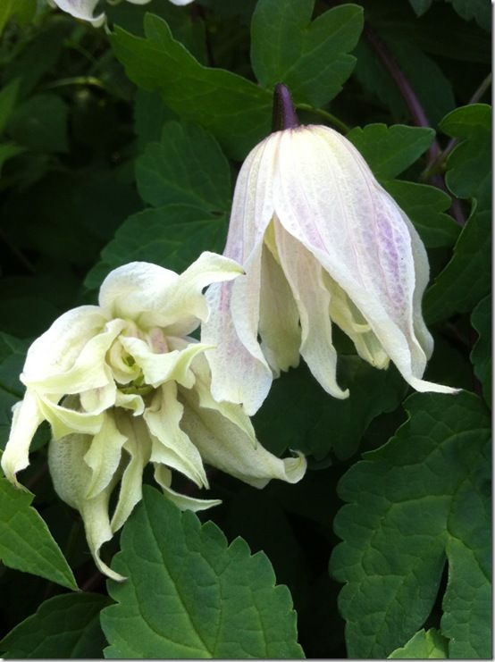 Clematis alpina Diamond Anniversary