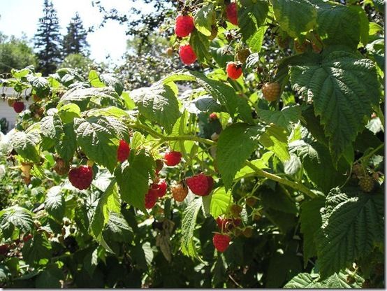 Raspberry 'autumn Bliss'