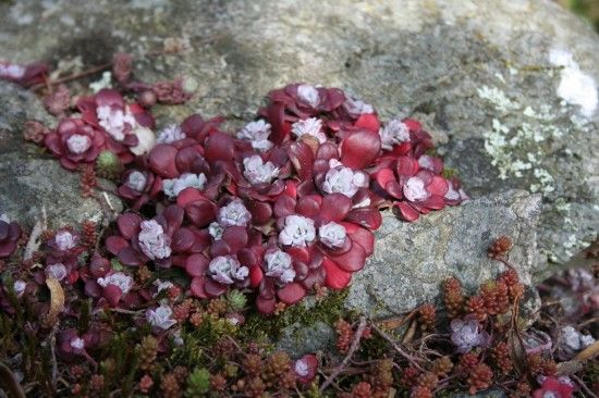 Sedum