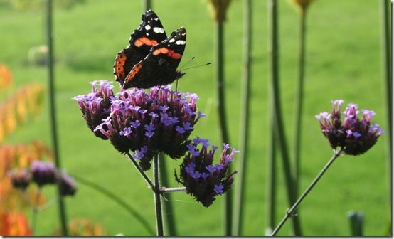 Verbena with butterfly 1