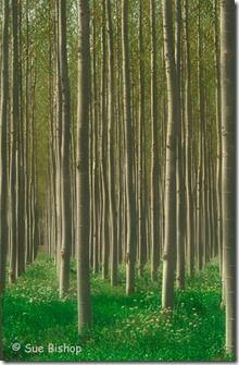 poplars vertical