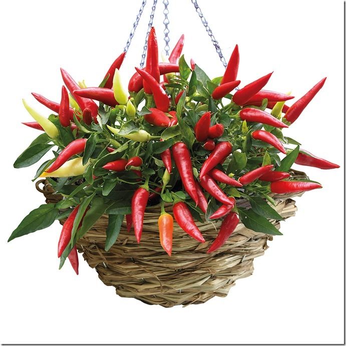 3 Chilli Hanging basket kit