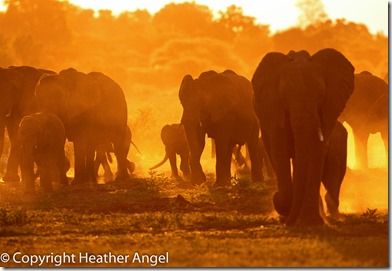 Elephants at dusk Botswana