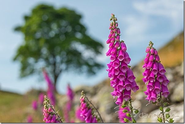Foxgloves growing on rough ground near Sycamore Gap and Hadrian's Wall, Northumberland, England