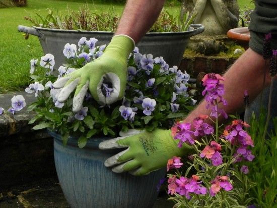 Deadheading bedding plants